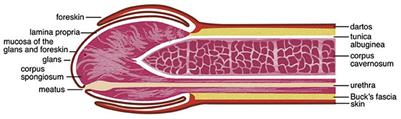 Frontiers The Penile Microbiota In Uncircumcised And Circumcised Men Relationships With Hiv